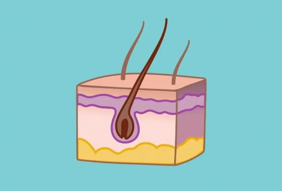 Entendiendo la composición de la dermis facial
